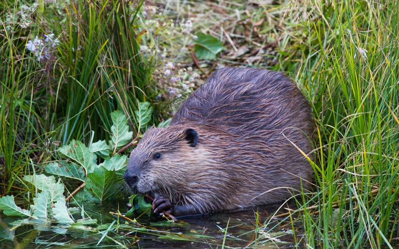 Beavers Granted Leave to Remain in Scotland