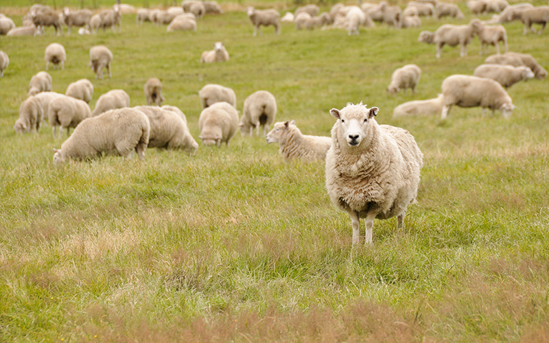 Scotland's Sheep Farms set to Shine