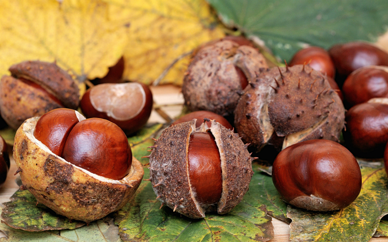 How to ‘Conker’ Health and Safety Myths